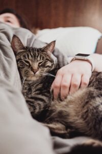 Pet Insurance